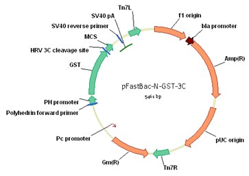 363x257 Insect Cell Baculovirus Expression Vector Construction Pfastbac