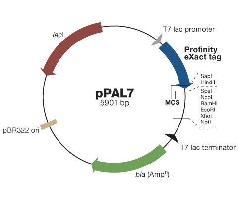 480x415 Profinity Exact Expression Vector Kits And Cloning Products Life