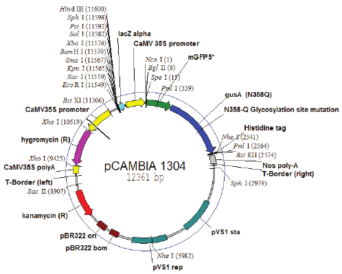 498x399 Schematic Representation Of The Plant Expression Vector