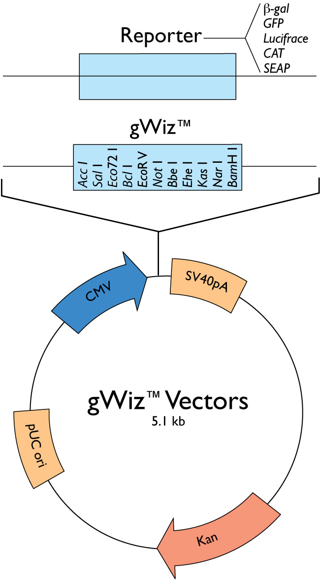 650x1176 Gwiz Vectors Gene Expression Vector