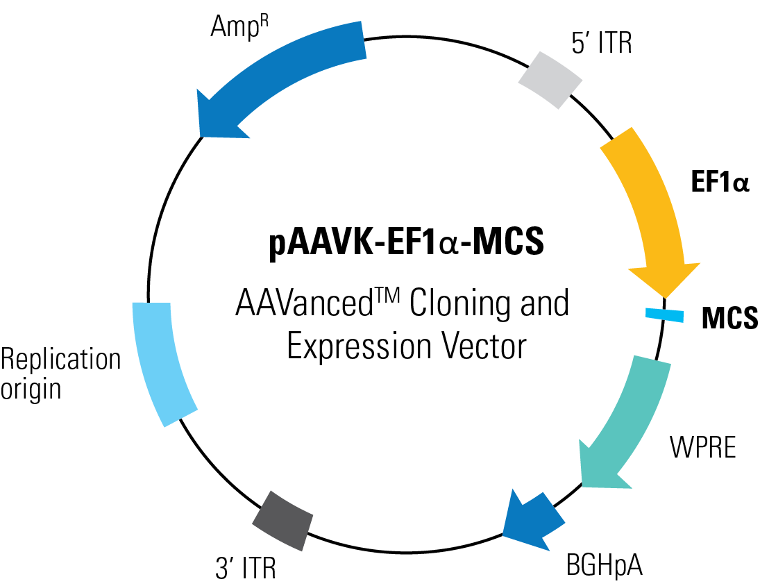1095x844 Paavk Mcs Aavanced Cloning And Expression Vector