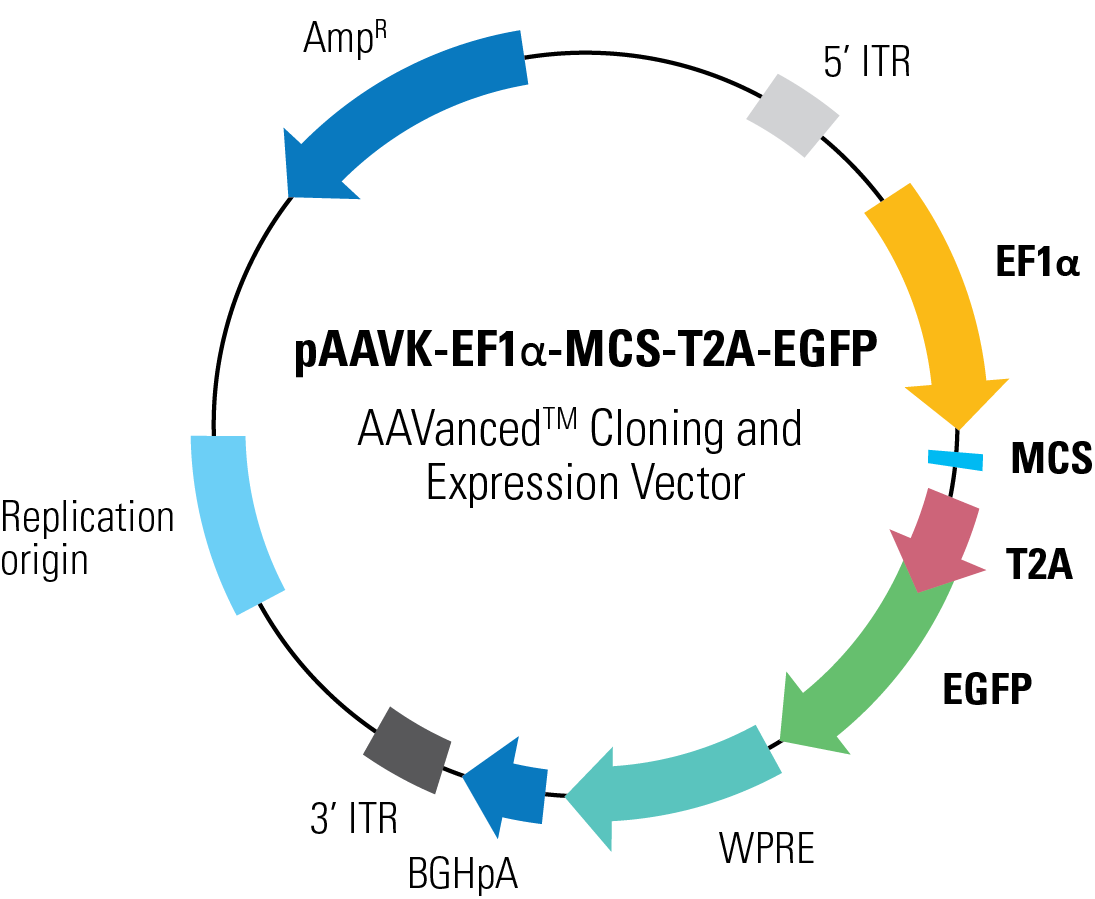 1095x899 Paavk Mcs T2a Egfp Aavanced Cloning And Expression Vector
