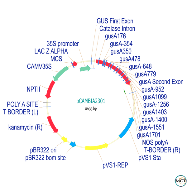 600x600 Pcambia2301 Plant Expression Vector Your Source For High Quality