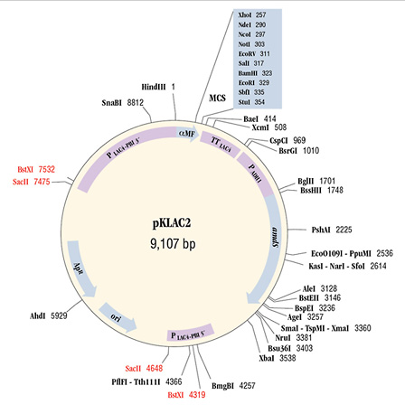 448x458 Yeast Protein Expression Neb