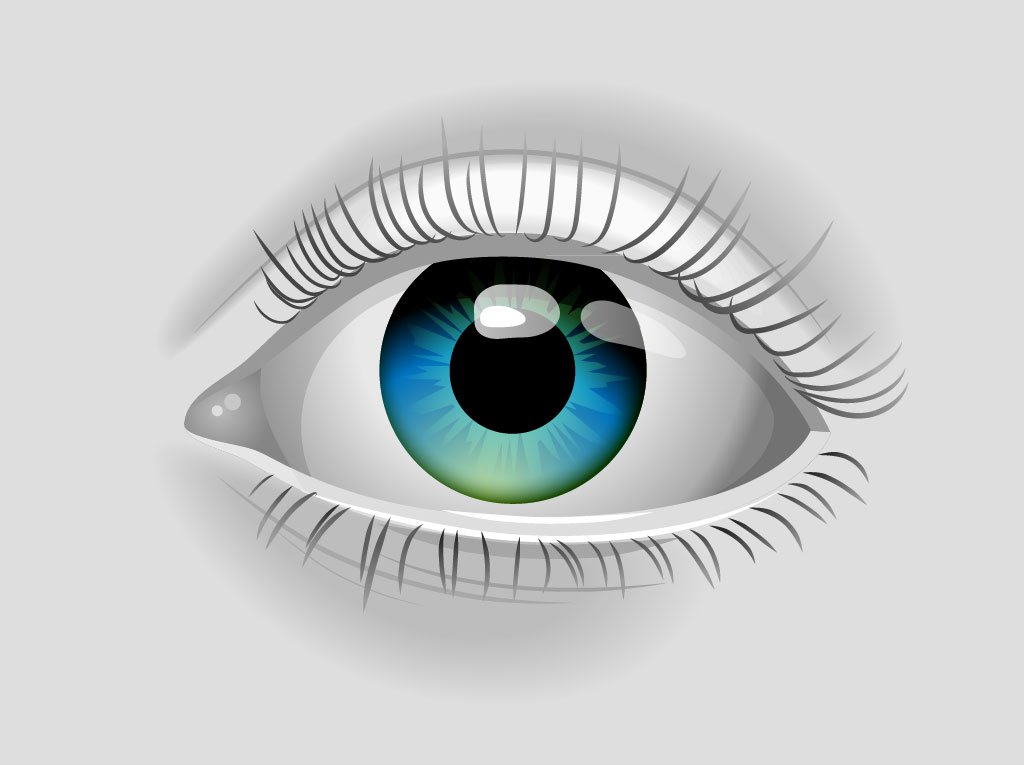 1024x765 Realistic Vector Eye Vector Art Amp Graphics