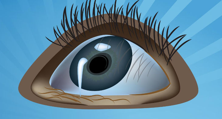 730x392 Eye Vectors