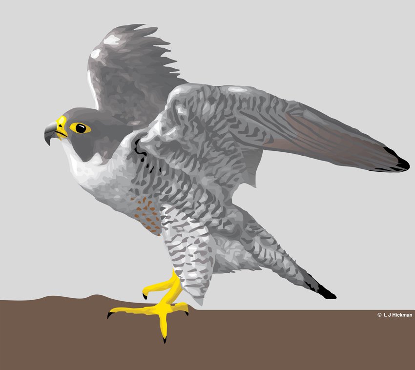 850x758 Falcon Vector Art Amp Graphics