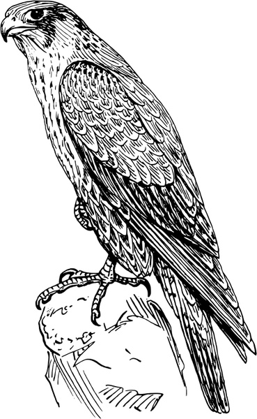 369x600 Peregrine Falcon Free Vector In Open Office Drawing Svg ( .svg