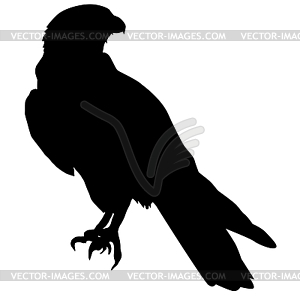 300x300 Silhouette Of Falcon