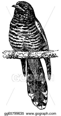 247x470 Falcon Clipart Cuckoo Bird ~ Frames ~ Illustrations ~ Hd Images