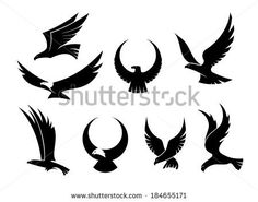 236x185 68 Best Falcon Images Birds, Hawks And Kite