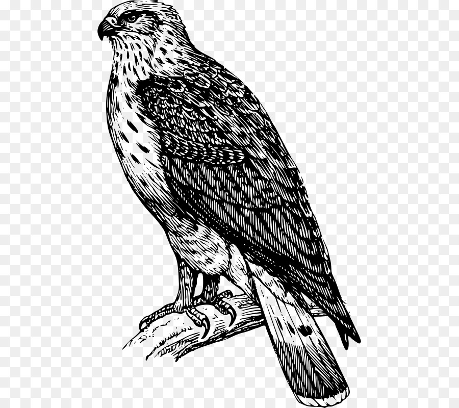 900x800 Bird Buzzard Drawing Clip Art