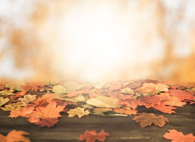 626x456 Autumn Vectors, Photos And Psd Files Free Download