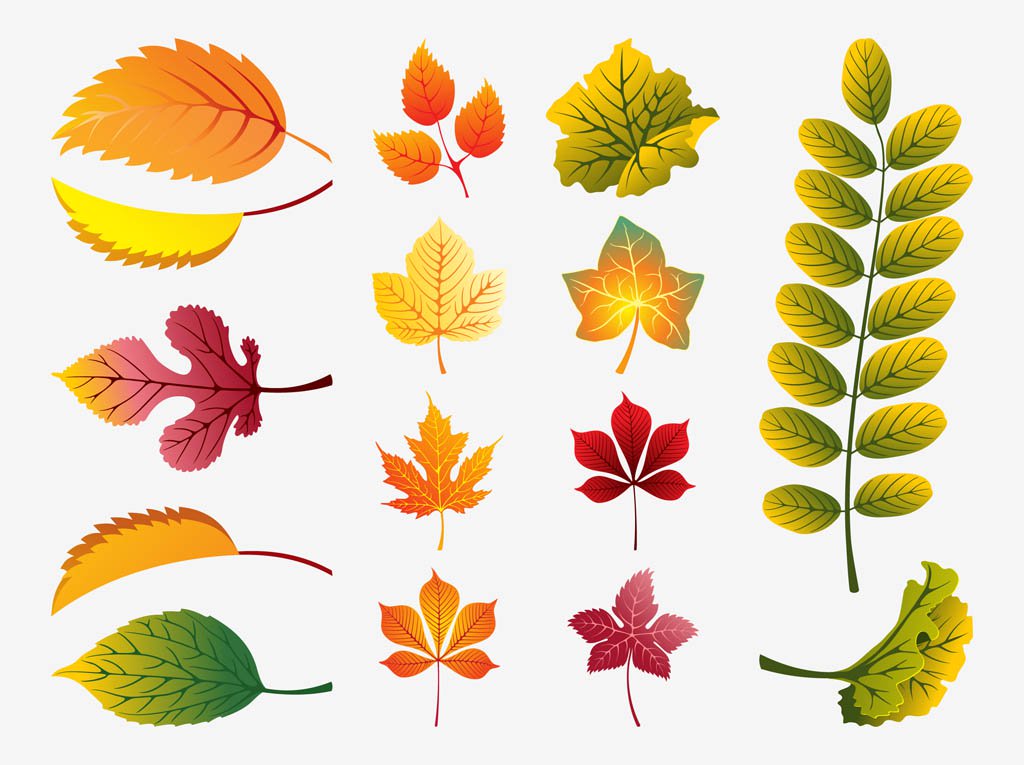 1024x765 Fall Leaves Vector Vector Art Amp Graphics