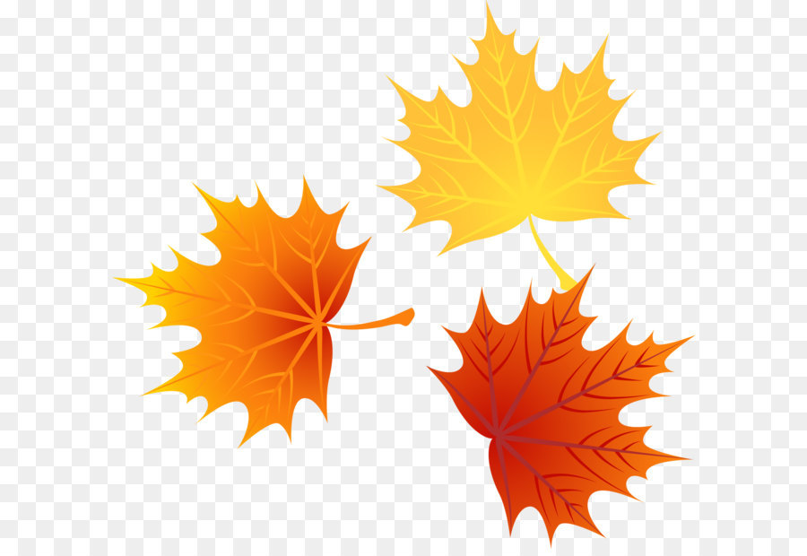 900x620 Leaf Autumn Leaves Euclidean Vector