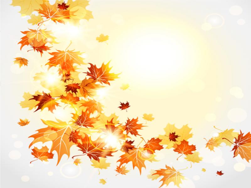 800x600 Cartoon Fall Leaves Bright Autumn Leaves Vector Download