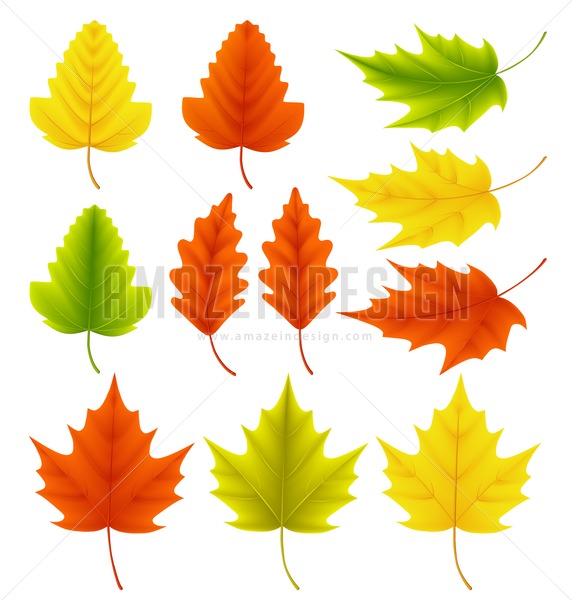 572x600 Fall Leaves Vector Collection. Set Of Autumn Leaves