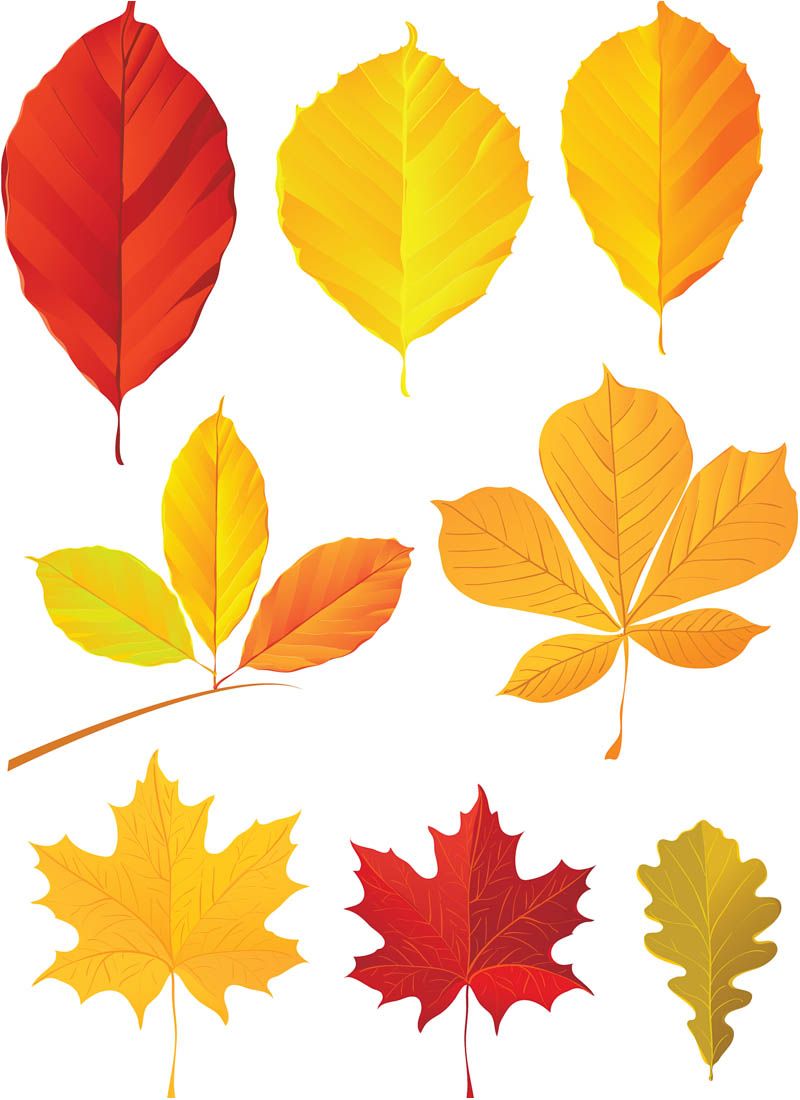 800x1100 Fall Leaves, Autumn Leaf Shapes, Variety Of Colors Fall