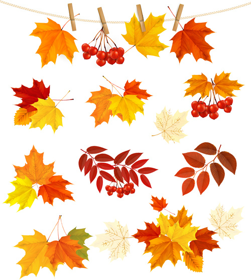 500x557 Autumn Leaves With Fruit Vector Free Vector In Encapsulated