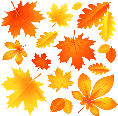 500x493 Beautiful Autumn Leaves Vector Free Vector In Encapsulated