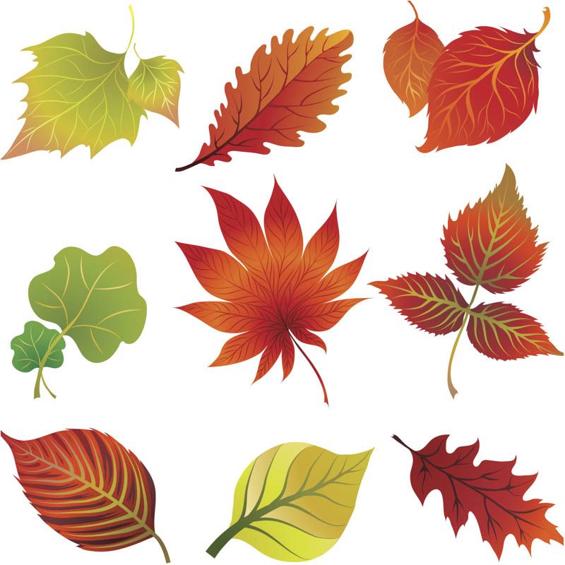 800x800 Fall Leaves Clip Art Vector Printables,borders,flourish And