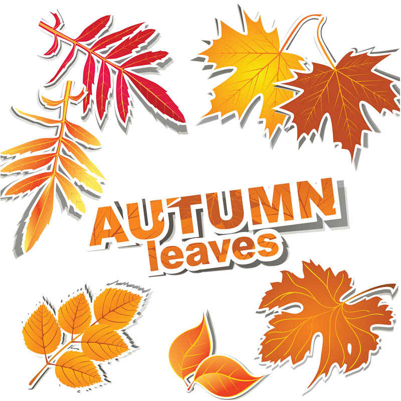 800x800 Fall Vector Clipart