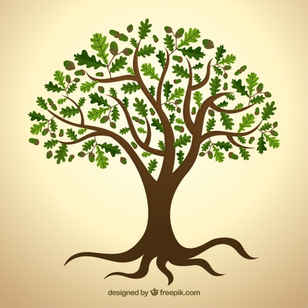 626x626 Free Vector Tree Gallery Images)