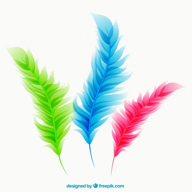 626x626 Feather Psd