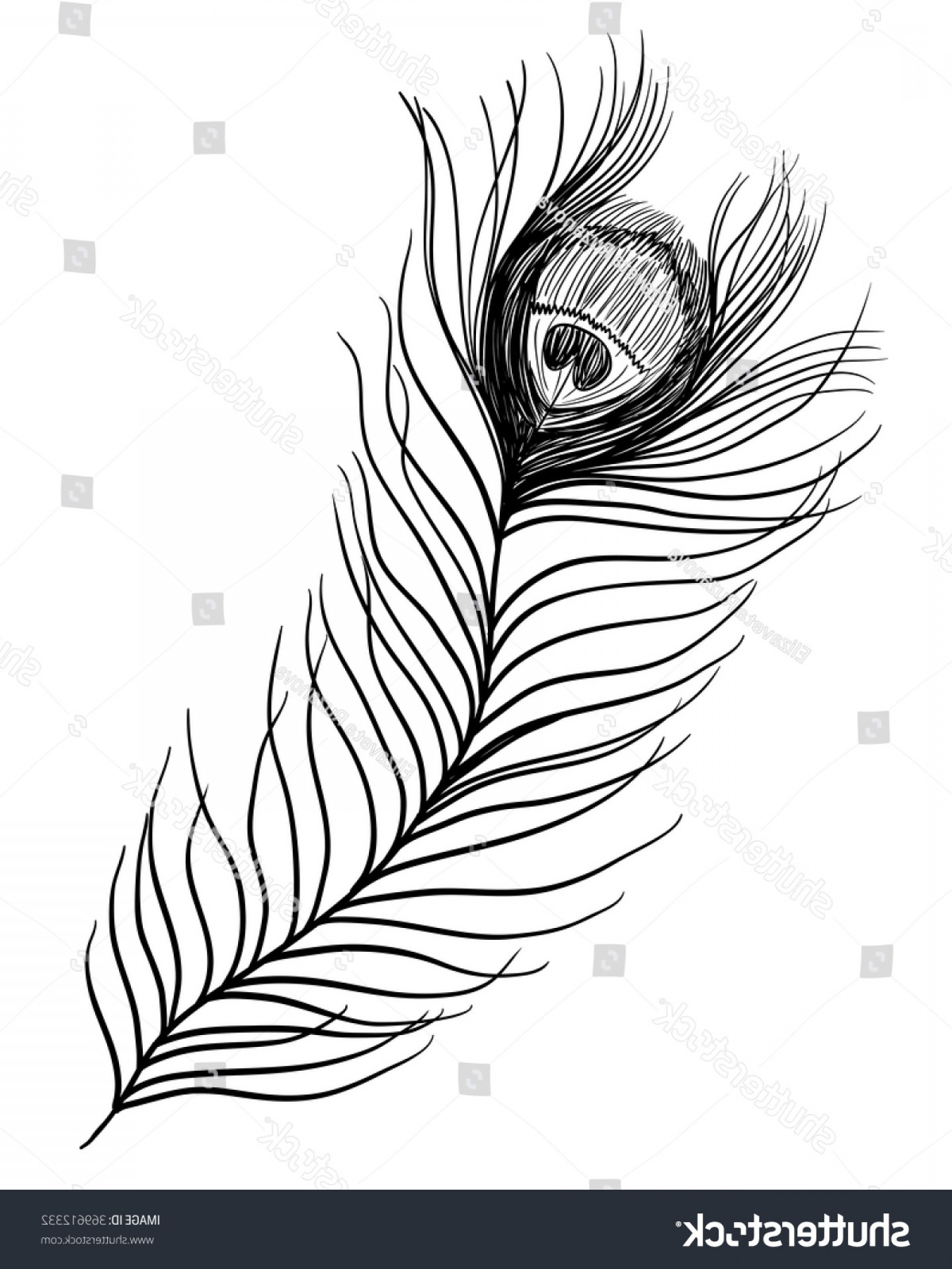 1440x1920 Peacock Feather Vector Black White Illustration Lazttweet