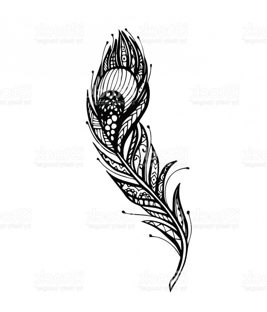 1051x1228 Vector Of Peacock Feather Gm Arenawp