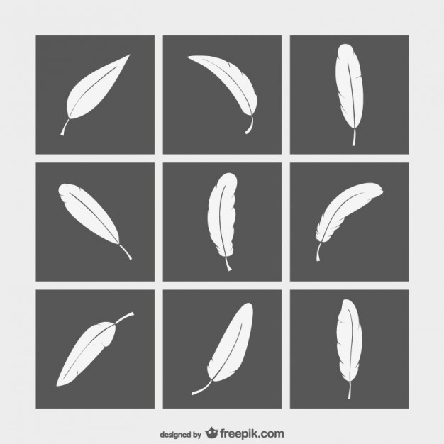 626x626 Feather Vectors, Photos And Psd Files Free Download