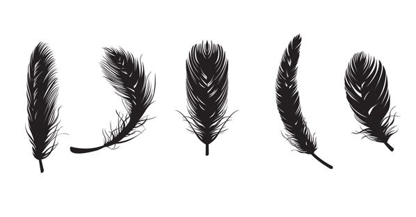 598x312 Feather Free Vectors 123freevectors