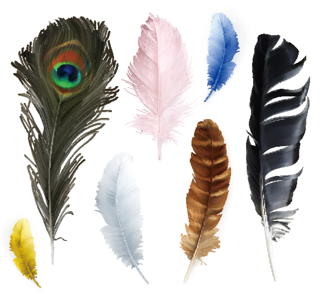 1024x936 Bird Feather Vector Free Download Eps Files