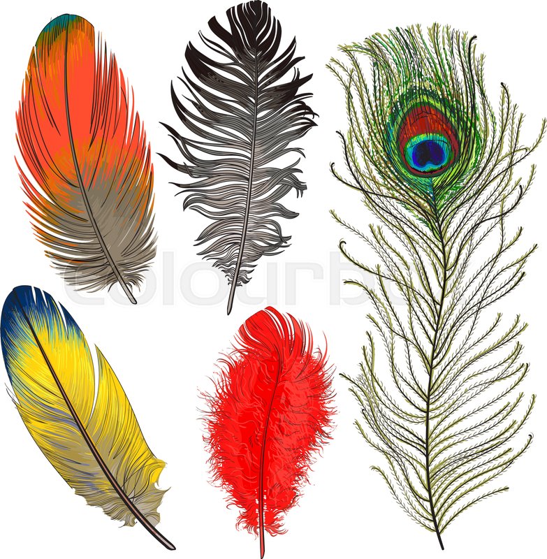 783x800 Hand Drawn Set Of Various Colorful Bird Feathers, Sketch Style