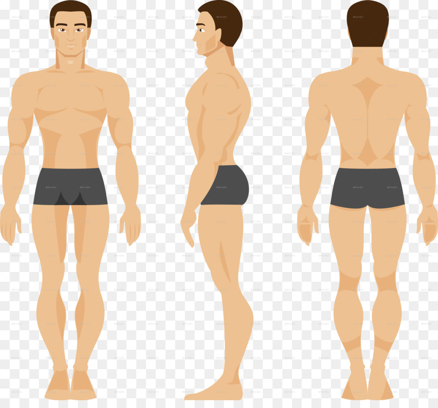 900x840 Human Body Vector Graphics Anatomy Illustration Male