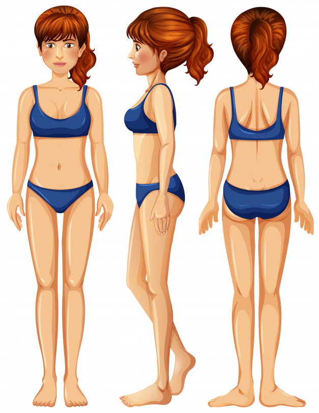 626x809 A Vector Of Female Body Vector Premium Download