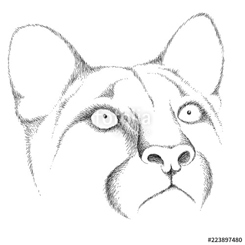 500x500 The Vector Logo Female Lion For T Shirt Design Or Outwear. Hunting