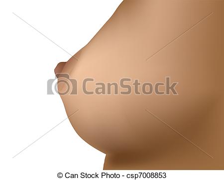 450x363 Female Breast. Vector Illustration. Vector The Female Breast