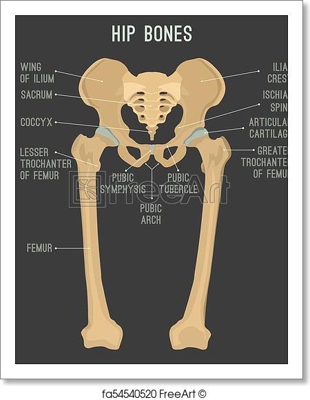 450x580 Free Art Print Of Human Hip Bones. Human Male Anatomy Scheme. Main