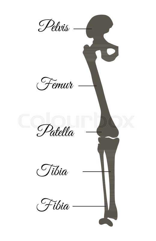 519x800 Pelvis And Femur, Patella Fibia Tibia Types, Poster Having
