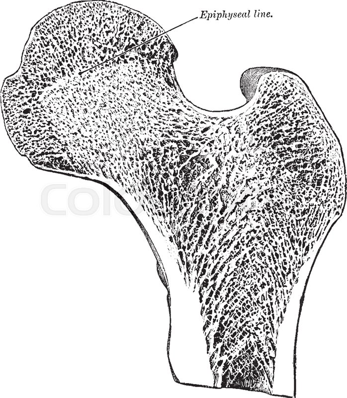 698x800 This Illustration Represents Longitudinal Section Of Head Of Femur