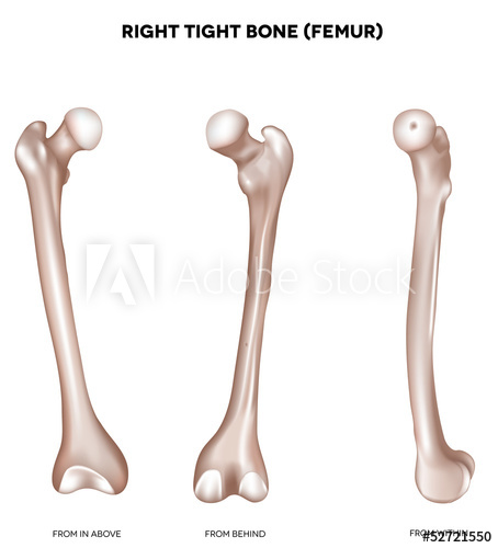 454x500 Tight Bone Femur