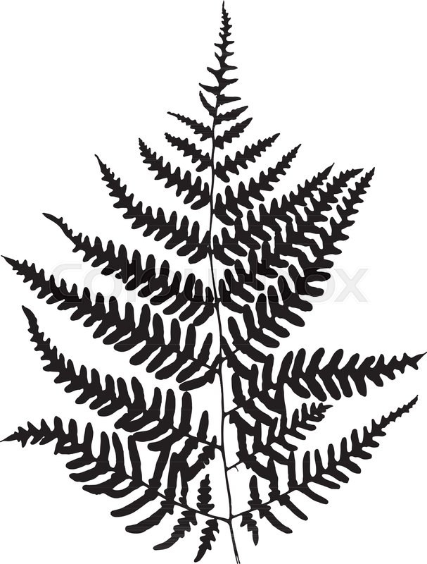 607x800 Fern Leaf Silhouette. Vector Illustration Stock Vector Colourbox