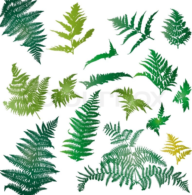 790x800 Fern Leaves Illustrated In A Set Of Design Elements Stock Vector