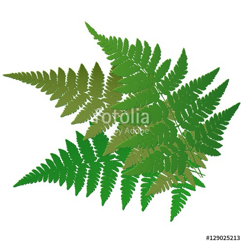 500x500 Fern Leaves. Vector. Stock Image And Royalty Free Vector Files On