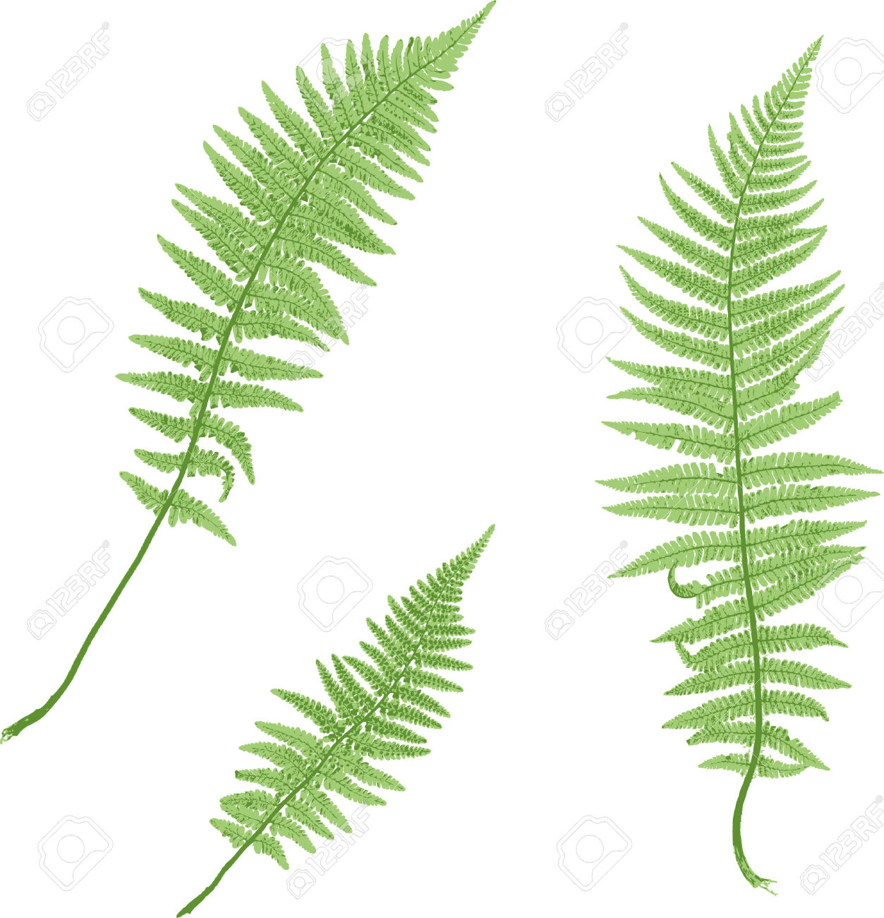 1253x1300 Foliage Clipart Fern Leaf Free Collection Download And Share