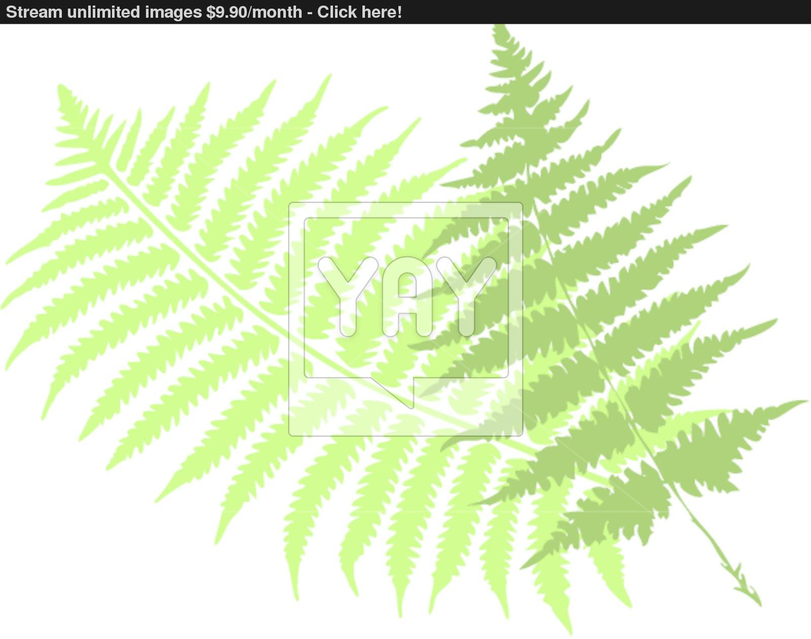 1600x1262 Fern Leaves, Vector Vector