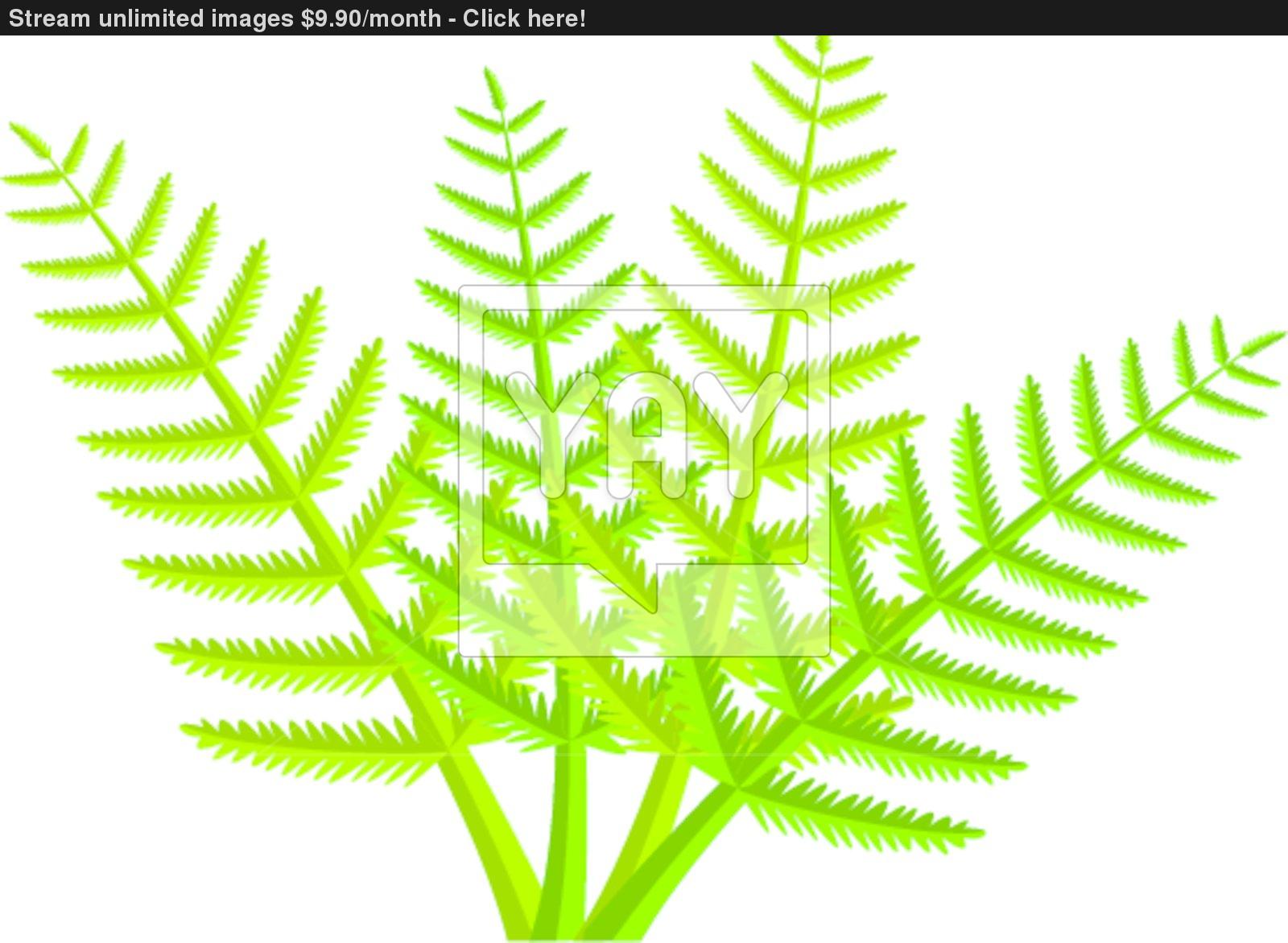 1600x1172 Vector Fern Leaves Vector