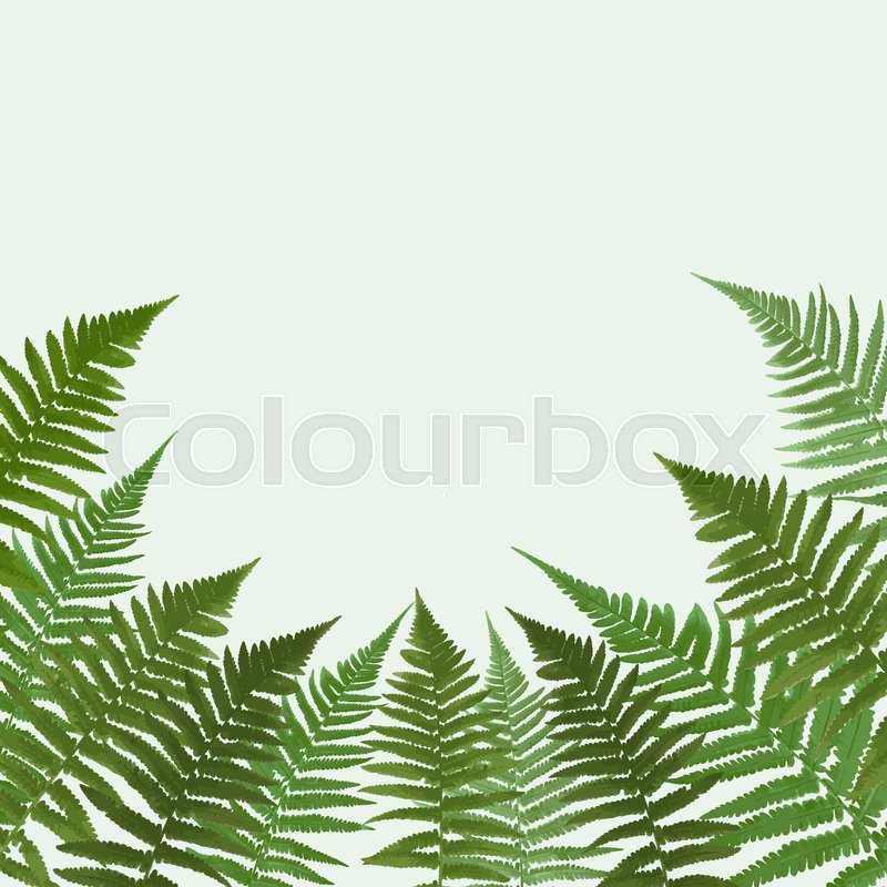 800x800 Fern Leaf Vector Background Illustration Eps10 Stock Vector