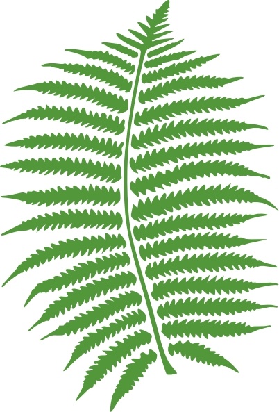 402x593 Fern Clip Art Free Vector In Open Office Drawing Svg ( .svg
